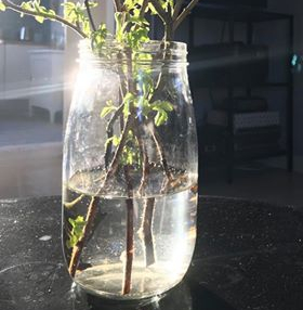 91788057_152045139467743_421209573022498816_n